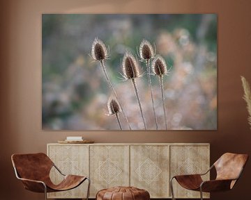 Teasel bulbs by Gonnie van de Schans