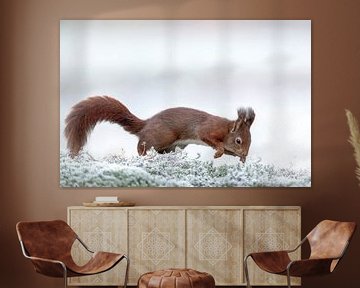 Squirrel in winter by Gonnie van de Schans