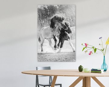 Struggling Icelandic horses close-up by Shirley van Lieshout