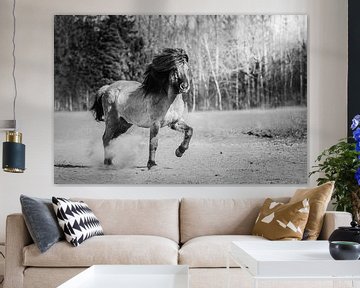 Icelandic horse trotting in black and white by Shirley van Lieshout