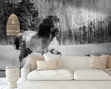 Icelandic horse trotting in black and white by Shirley van Lieshout