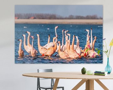 Flamingos in the Netherlands, the Phoenicopterus roseus.