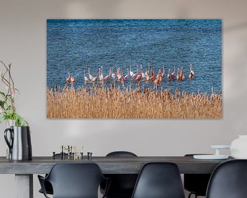 Flamingo's in Nederland, de Phoenicopterus roseus. van Rob Smit