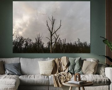 Ruhiges Leben im Biesbosch von SchumacherFotografie