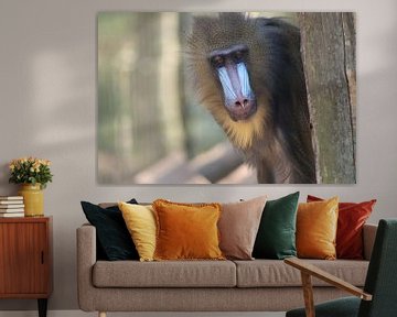 Animal head | monkey by Edith Kusters