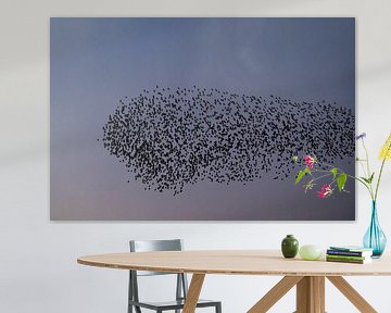 Starling murmuration with flying birds in the sky during sunset by Sjoerd van der Wal Photography