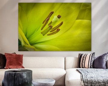 discover spring with a flower the Lily by eric van der eijk