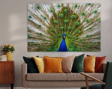 Peacock by Marcel Kieffer