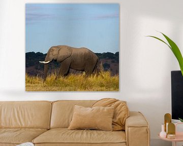 Portret van een olifant van Christel Nouwens- Lambers