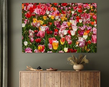 Tulipes à fleurs multicolores