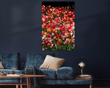 Colourful flowering tulips (Tulipa), flowerbed, Germany