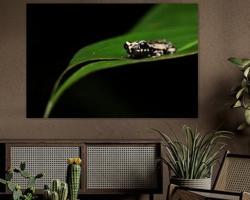 Spotted tree toad by Simon Hazenberg