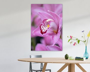 Orchidee voor aan de muur van Karin Vink