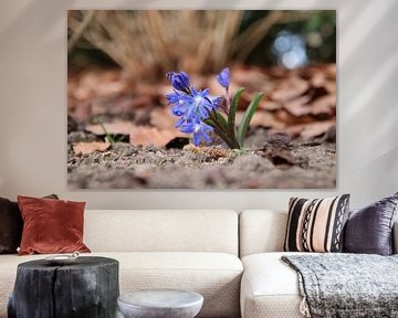 Paarse Hyacint in het vroege voorjaar van Henk van Holten