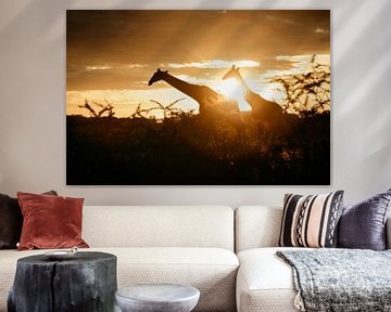 Morning has gold in its mouth - and giraffes by Leen Van de Sande