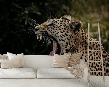 The yawning leopard in Okonjima Nature Reserve by Leen Van de Sande