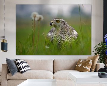 Goshawk in grass field by Koen Goossens