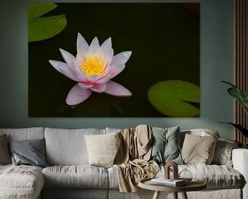 white pink water lily