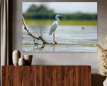 Grote witte zilverreigers in de wildernis van de Donaudelta van Roland Brack