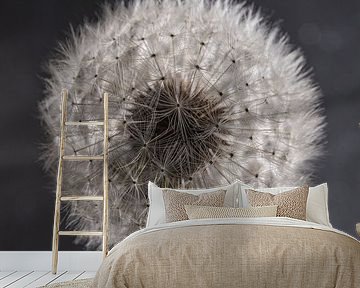I wish..... (a dandelion in light with grey) by Marjolijn van den Berg