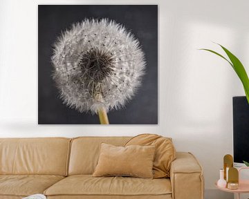 I wish..... (a dandelion in light with grey)