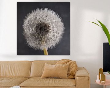 I wish..... (a dandelion in light with grey) by Marjolijn van den Berg