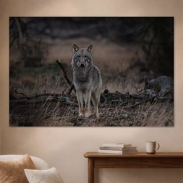 Wolf gaat er voor staan