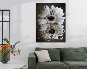 White Gerbera "looks" at its distorted reflection (shades of brown) by Marjolijn van den Berg