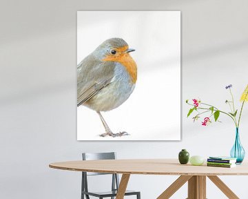 Robin by Koen Goossens