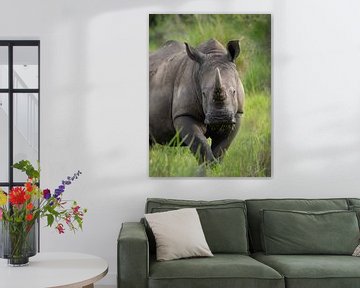 Rhinocéros blanc dans la savane ougandaise sur Teun Janssen