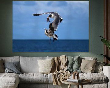 Seagulls fight over a piece of fish by Pieter JF Smit