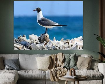 Gull on a pile of queen conch shells by Pieter JF Smit