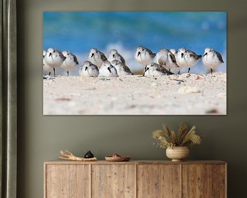 Sanderlings on the beach by Pieter JF Smit