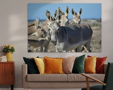 Wild donkeys on Bonaire by Pieter JF Smit