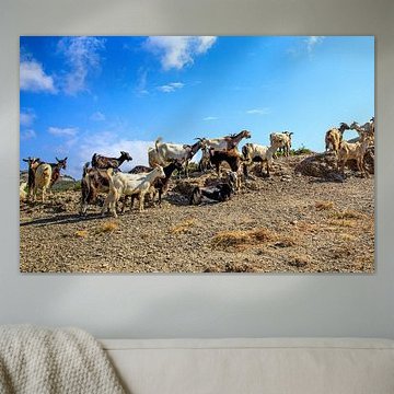 Goats on Karpathos
