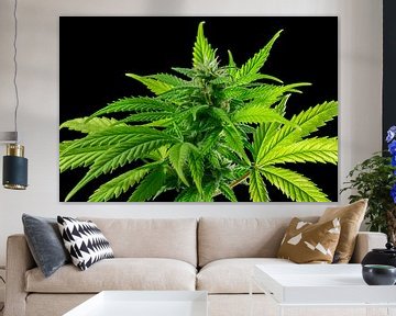 Plante verte de cannabis sur Achim Prill