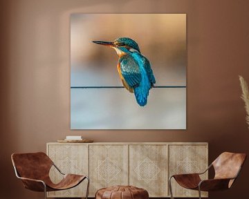 IJsvogel, Alcedo atthis van Gert Hilbink