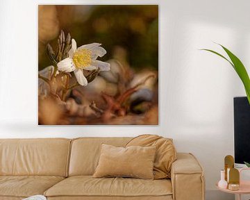 Image d'ambiance avec anémone des bois en fleur sur KCleBlanc Photography