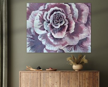 Roze roos van Almanzart almanza