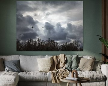 zwanen en wolken