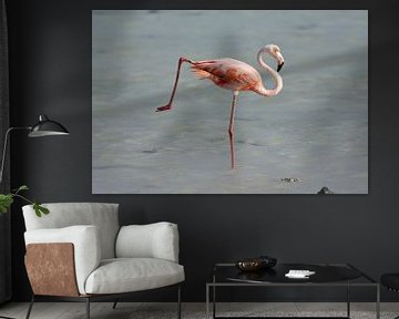 Flamingo in a yoga pose by Pieter JF Smit