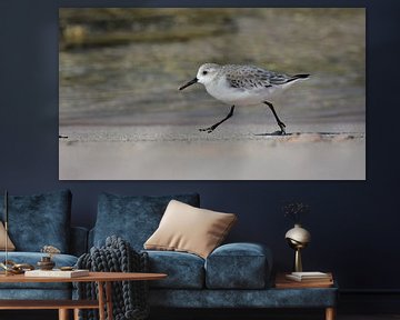 Sanderling runs along the beach by Pieter JF Smit