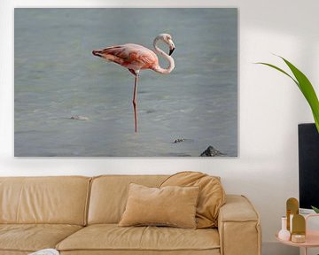 Flamingo in perfecte balans van Pieter JF Smit