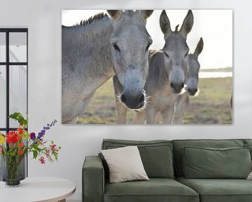 Three wild donkeys in Bonaire by Pieter JF Smit