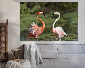Standoff tussen twee flamingo's van Pieter JF Smit