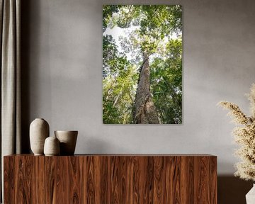 Großer Baum im Khao-Sok-Nationalpark, Thailand von Andrew van der Beek