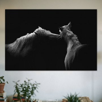 Weiße Pferde | Kunst | Klassisch | Grau