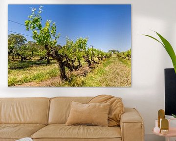 Vignoble dans la vallée de Barossa, Australie sur Troy Wegman