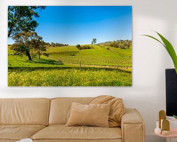 Vineyard in Barossa Valley, Australia by Troy Wegman