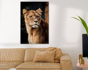 Ein weiblicher Löwe von Design Wall Arts